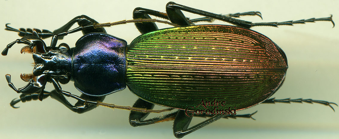 http://www.gorodinski.ru/carabus/Apotomopterus yunanensis huizeanus.jpg